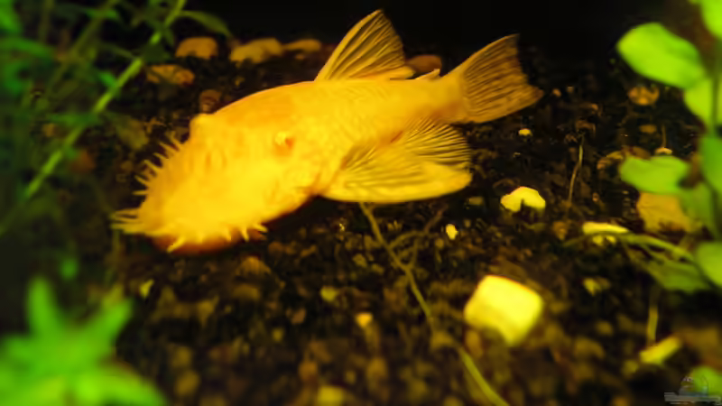 Albino (07.08.2012) von Südamerikafreak BK (44)