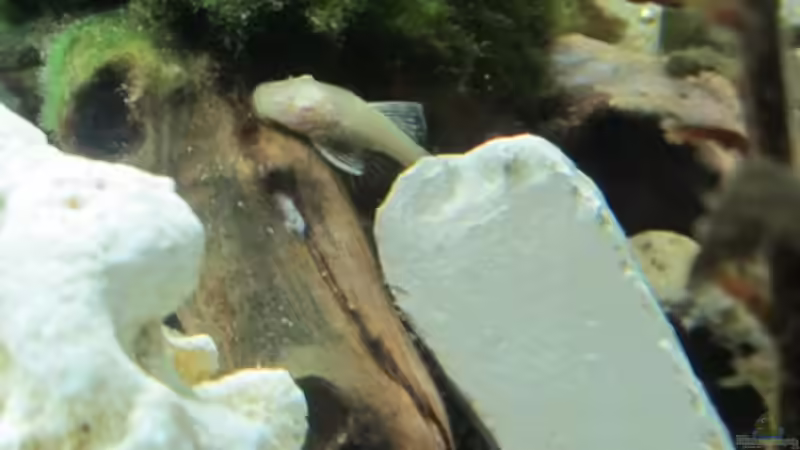 Albino 2 von Mogwai (10)