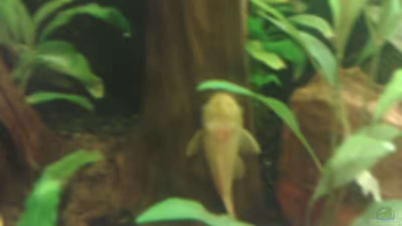 Albino 2 von skalarvonwels (7)