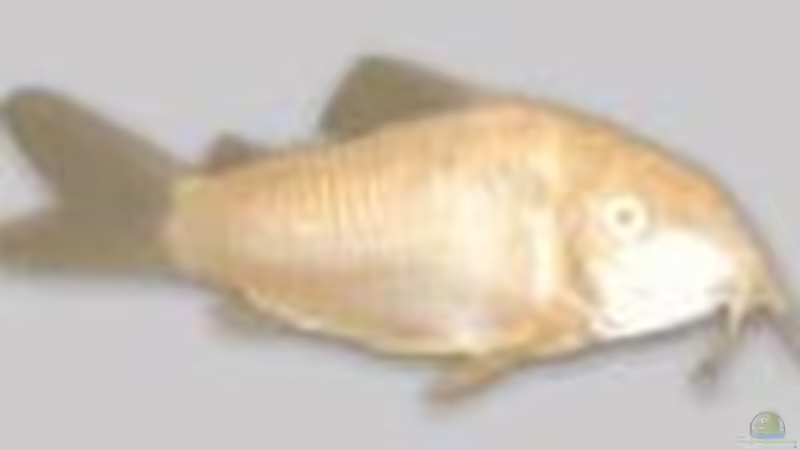 Albino Antennenwels von Björn Krüger (13)