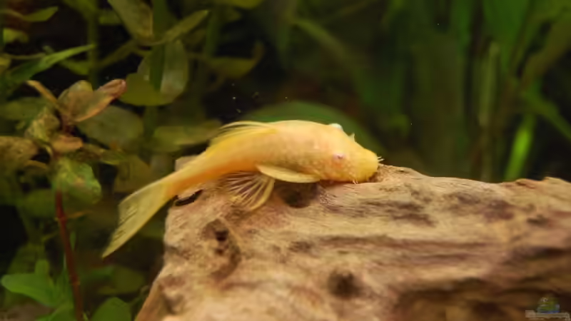 Albino Antennenwels von Dennis (22)