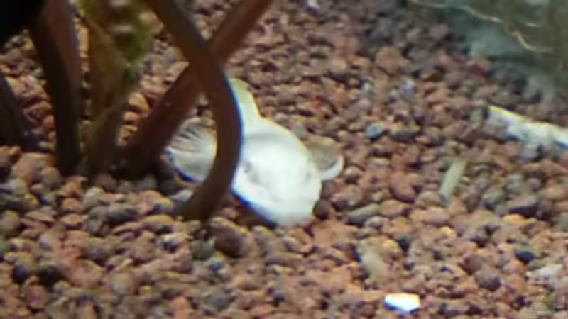 Albino Antennenwels von Der Dreiäugige Goldfisch (11)