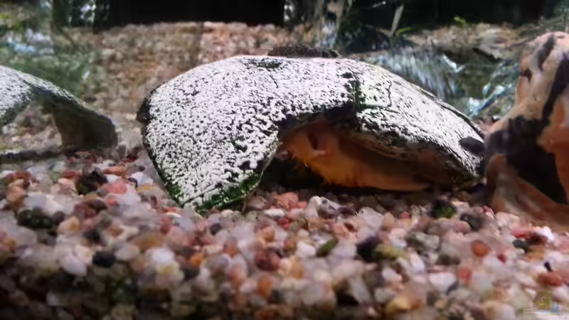 Albino Antennenwels von Der Dreiäugige Goldfisch (7)