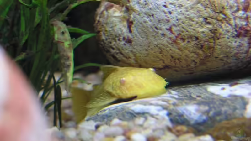 Albino Antennenwels von froxxs (9)