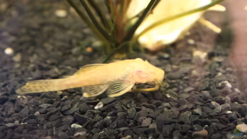 Albino Antennenwels von Marc Leu (25)