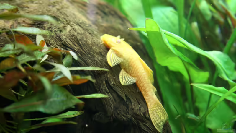 Albino-Antennenwels von Oli M. (9)