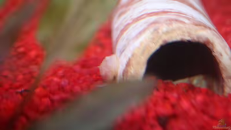 Albino Antennenwels von Stefanie Mohr (18)