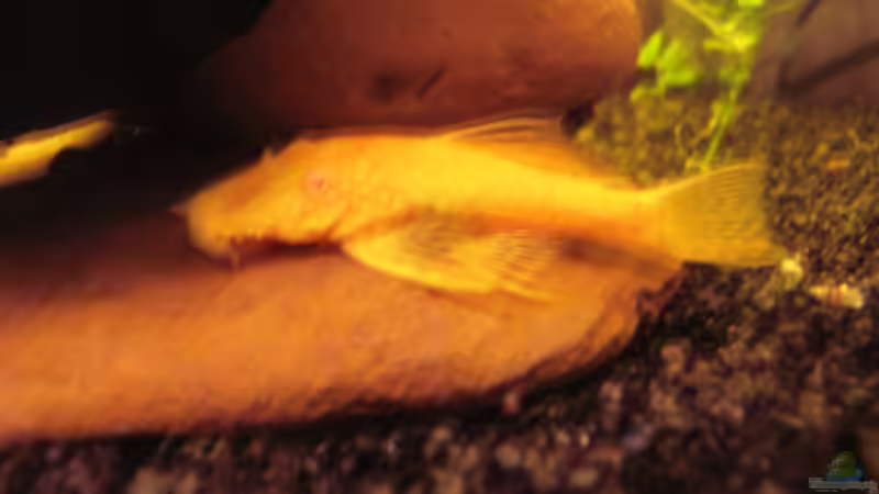 Albino Antennenwels von Südamerikafreak BK (36)