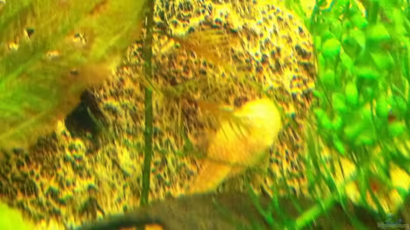 albino Antennewels von Daniel B (22)