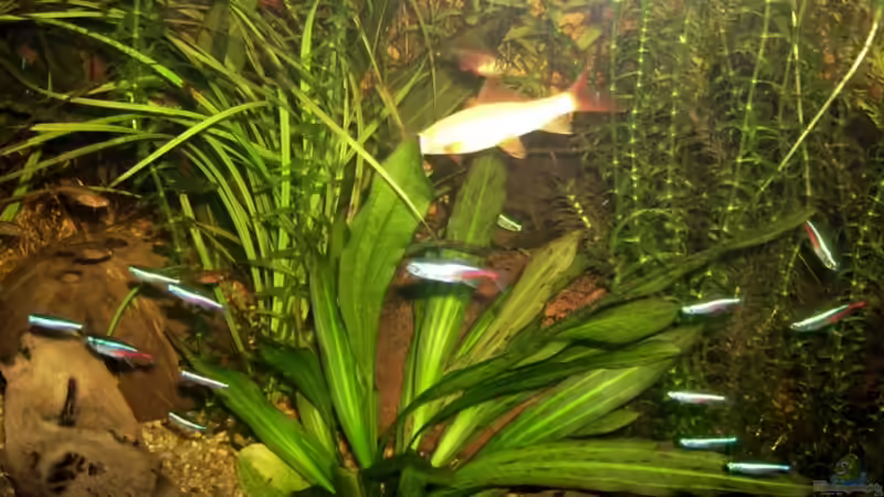 Albino Fransenlipper von Manuela Kutschke (11)