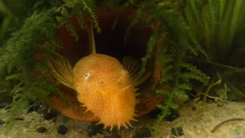 Albino L144 von Fisch Zimmer (3)