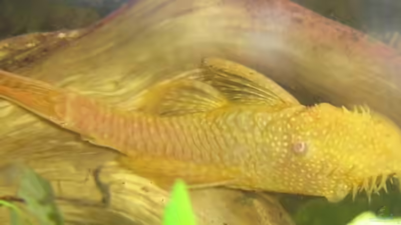 Albino-Männchen von RatinaZ (8)