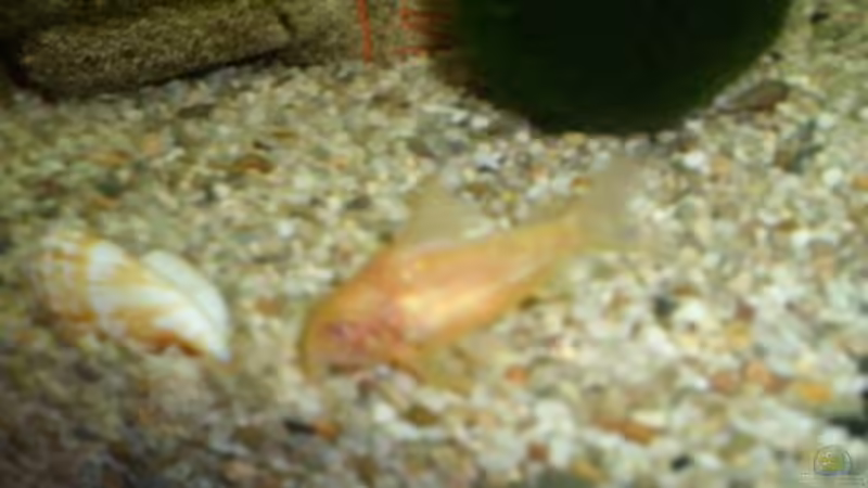 albino-metallpanzerwels von Andre Schumacher (25)