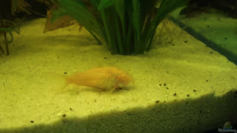 albino panzerweld von Manuel Pieper (12)