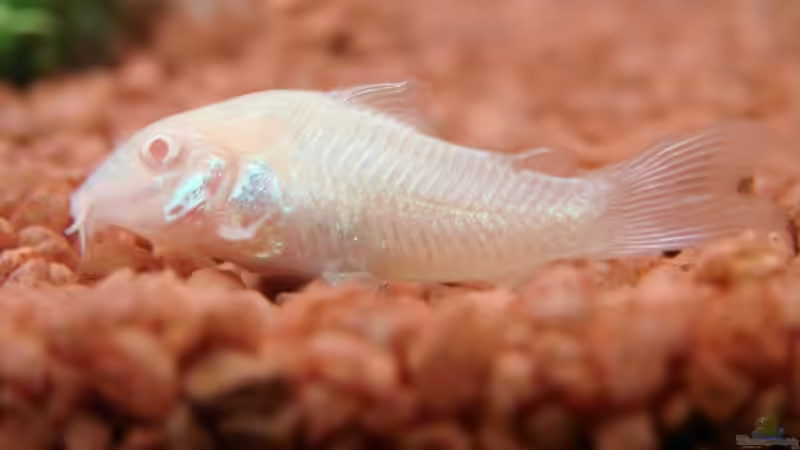 Albino Panzerwels, Corydoras aeneus von TOMXY (18)