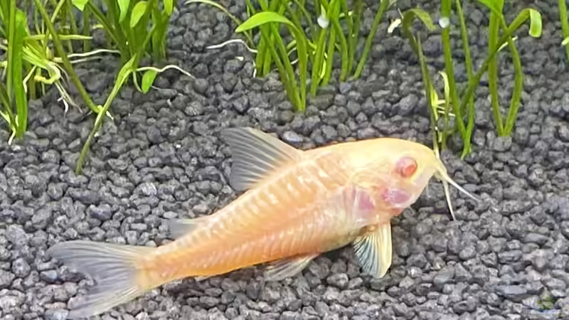 Albino Panzerwels  von Ottche (51)