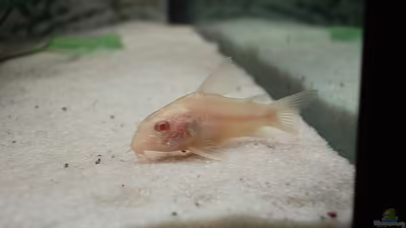 Albino Panzerwels von Florian Kallinger (21)