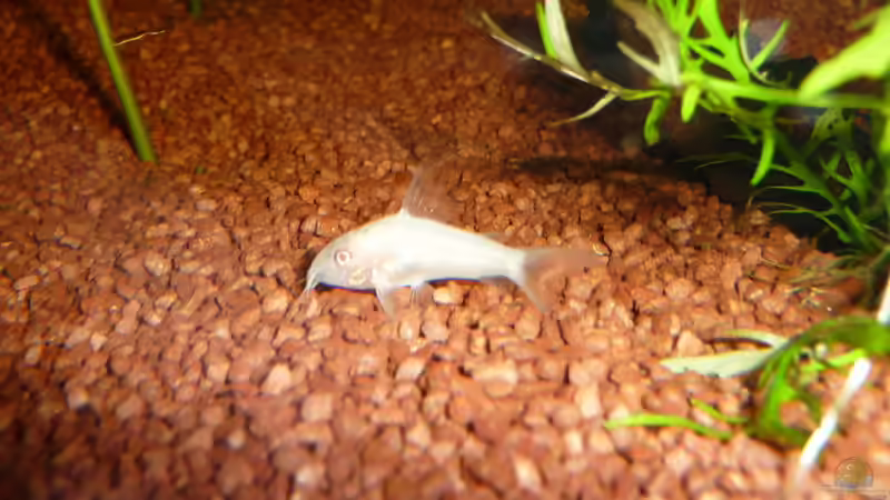 Albino Panzerwels von Helmut Stallhofer (12)