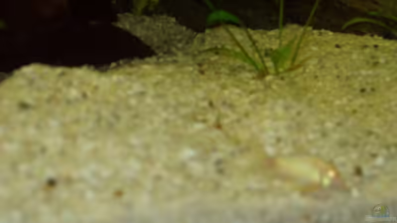 Albino Panzerwels von Ronny Derndorfer (27)