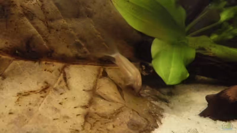 Albino Panzerwels von Sebastian K. (6)