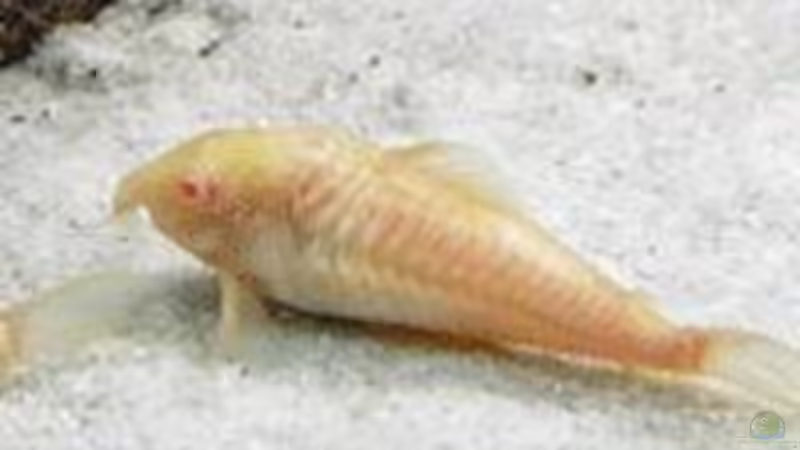 Albino Panzerwels von Shaggy90 (5)