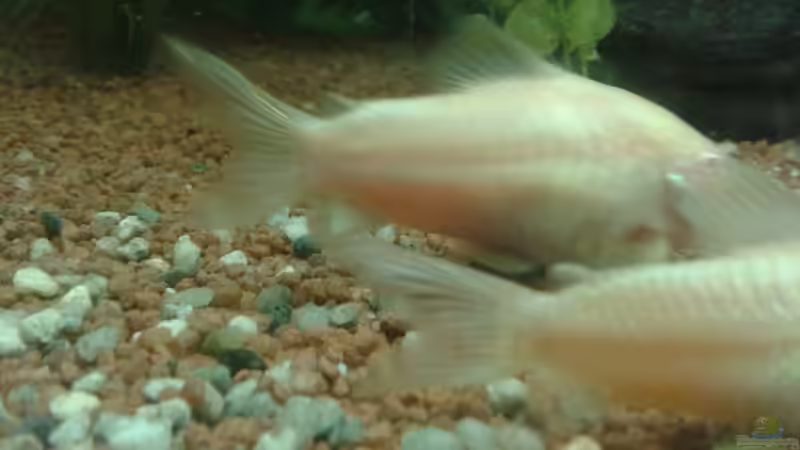 Albino Panzerwelse von Reinhold Berk (20)