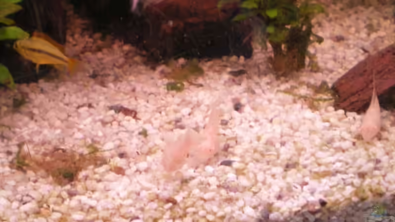 albino panzerwelse von Thomas Weißleder (31)