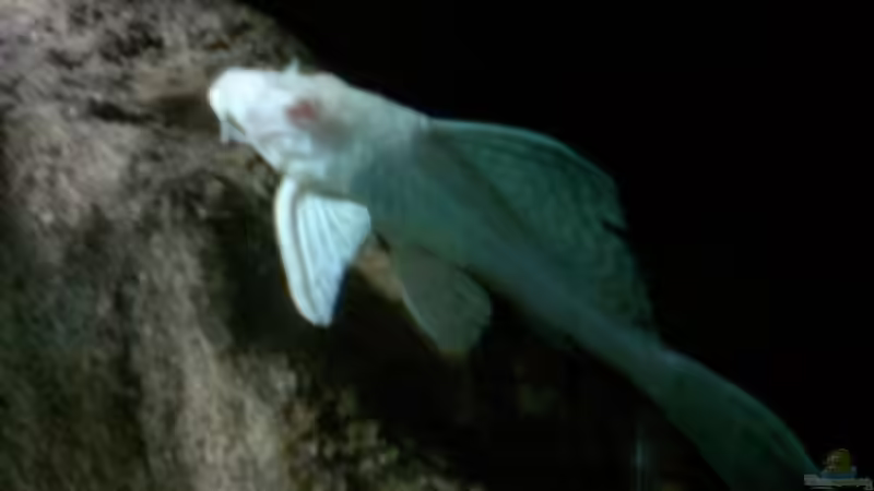 Albino Schilderwels ca. 18 cm von buschen-stahl.de (29)