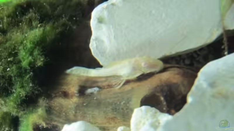 Albino von Mogwai (9)