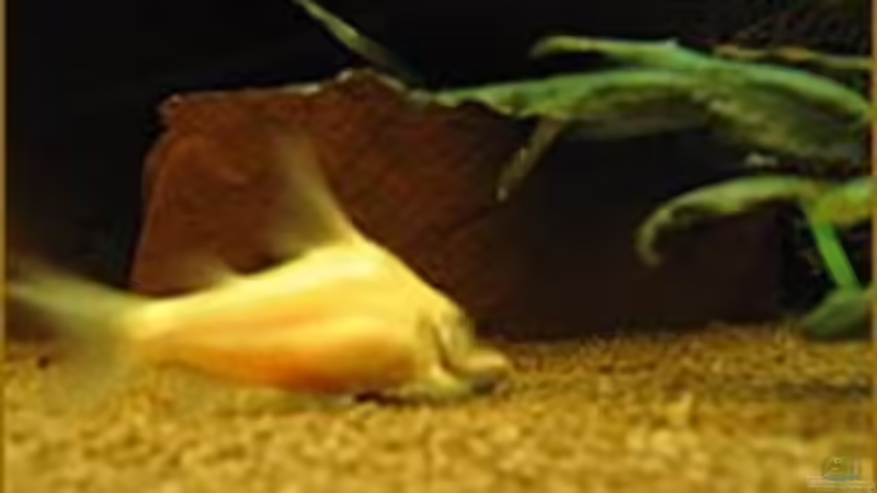 Albino von Sabine Hoffmann (30)