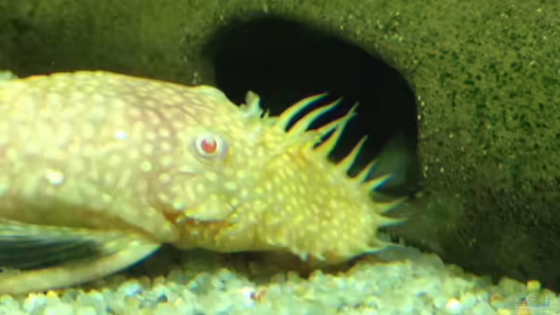 Albino von Thomas S-H (4)