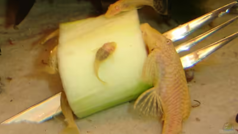 Albino-Weibchen mit Nachwuchs von RatinaZ (6)