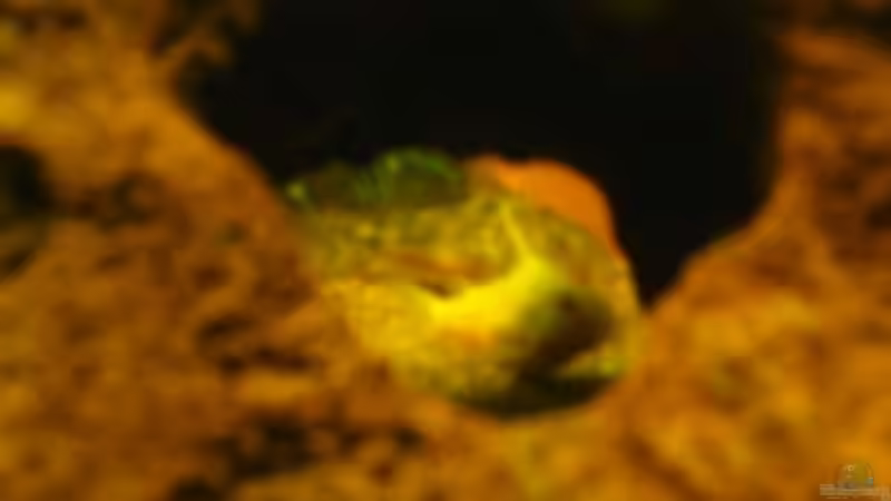 Albino-Wels-Nachwuchs von Sabine Hoffmann (24)