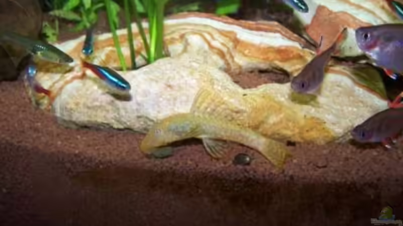 Albino Wels von Andreas Weiler (16)