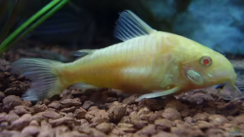 Albino Wels von Wels-fan (48)