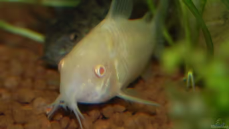 Albino Wels (Zwergwels) von uschn (7)