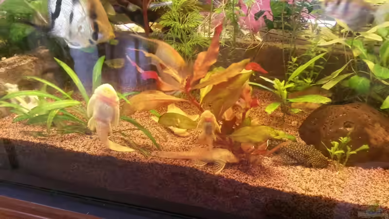 Aquarien mit Ancistrus sp. "Gold" (Goldantennenwels)