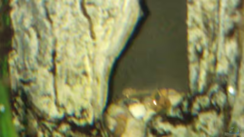 Albinoantennenwels ist erst 5 Tage alt. Dieses Foto ist Nachts aufgenommen da das Männchen die Jungen immer gut versteckt hält. von mischling12 (16)