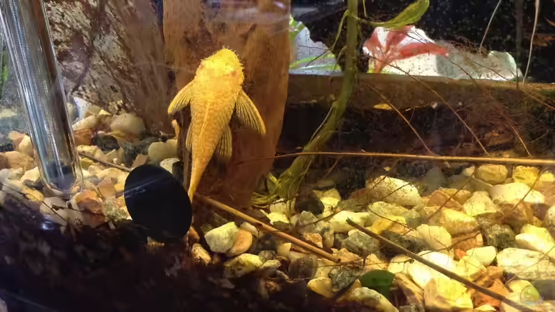 Aquarien mit Ancistrus sp. "Gold" (Goldantennenwels)