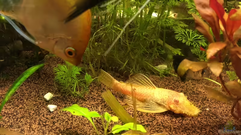 Aquarien mit Ancistrus sp. "Gold" (Goldantennenwels)