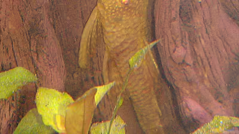Aquarien mit Ancistrus sp. "Gold" (Goldantennenwels)