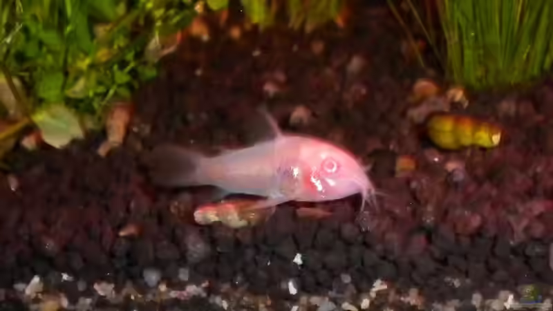 Albinopanzerwels von Marci (16)