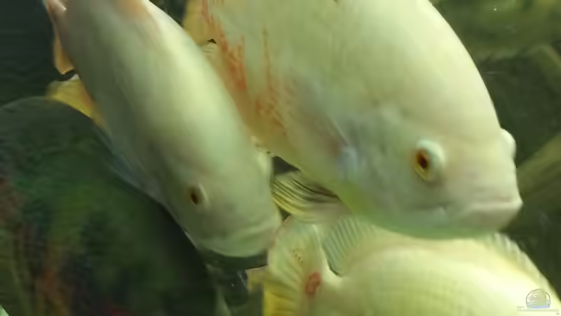 albinos schon grösser als die and von Nico Beyer (4)