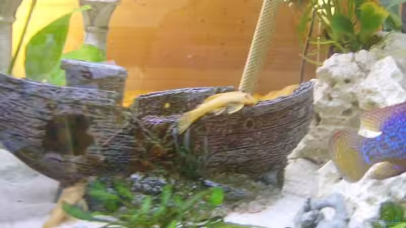 Albinowelse auf großer Fahrt von Julchen1985 (14)