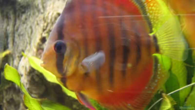 Alenquer / Braun von Friedrich Straßl (27)