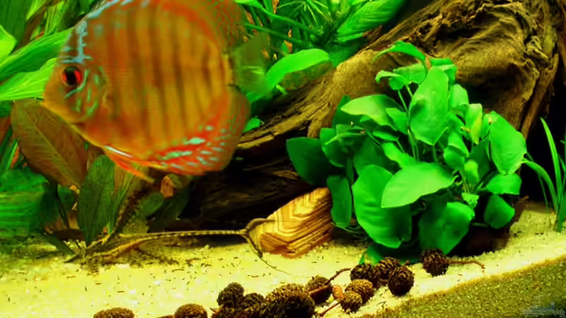 Alenquer und Störwels 19.12.10 von ~Marco~ (70)