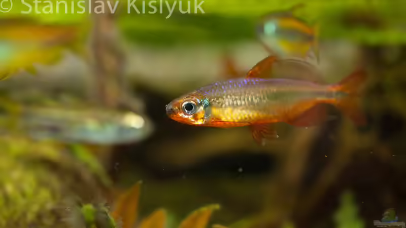 Alestopetersius brichardi von Stanislav Kislyuk (4)