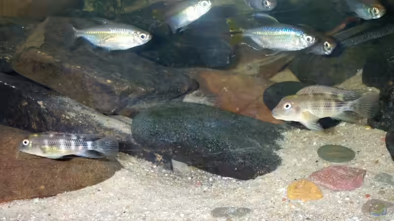 Einrichtungsbeispiele für die Haltung von Buckelkopfcichliden (Steatocranus casuarius) im Aquarium