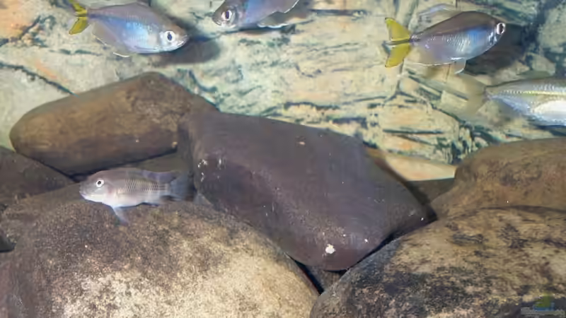 Einrichtungsbeispiele für die Haltung von Buckelkopfcichliden (Steatocranus casuarius) im Aquarium