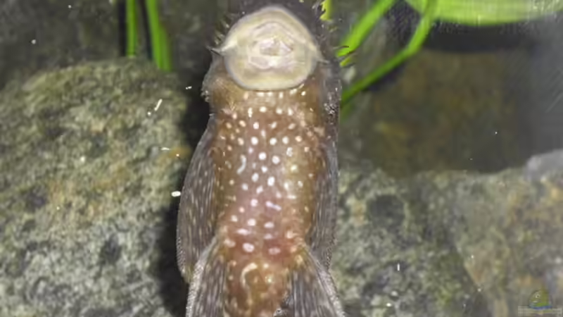 Alfred, mein großer :D von deBouwer (24)